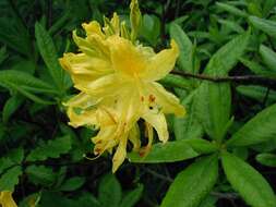 Image of Yellow Azalea