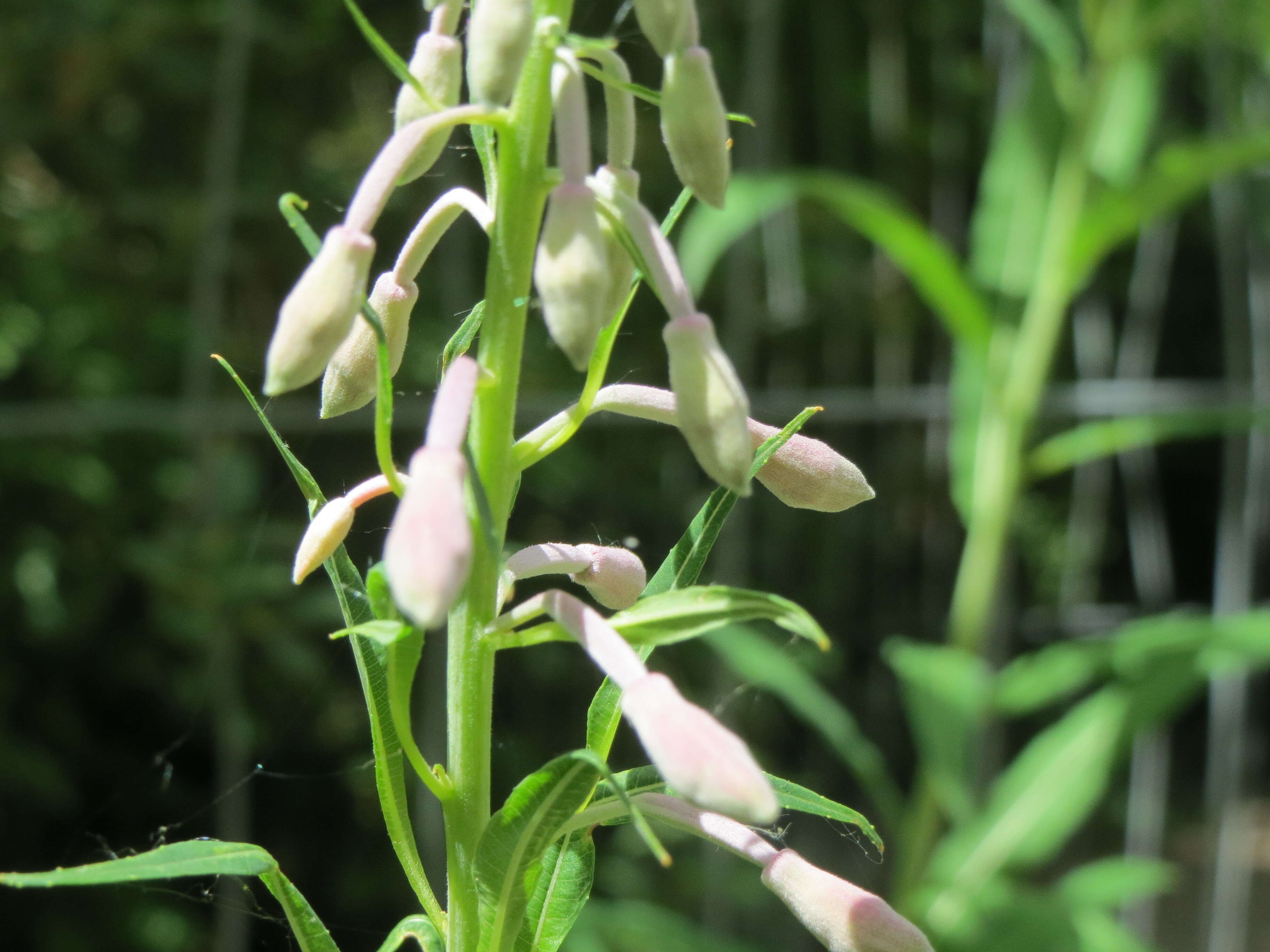 Image of Narrow-Leaf Fireweed