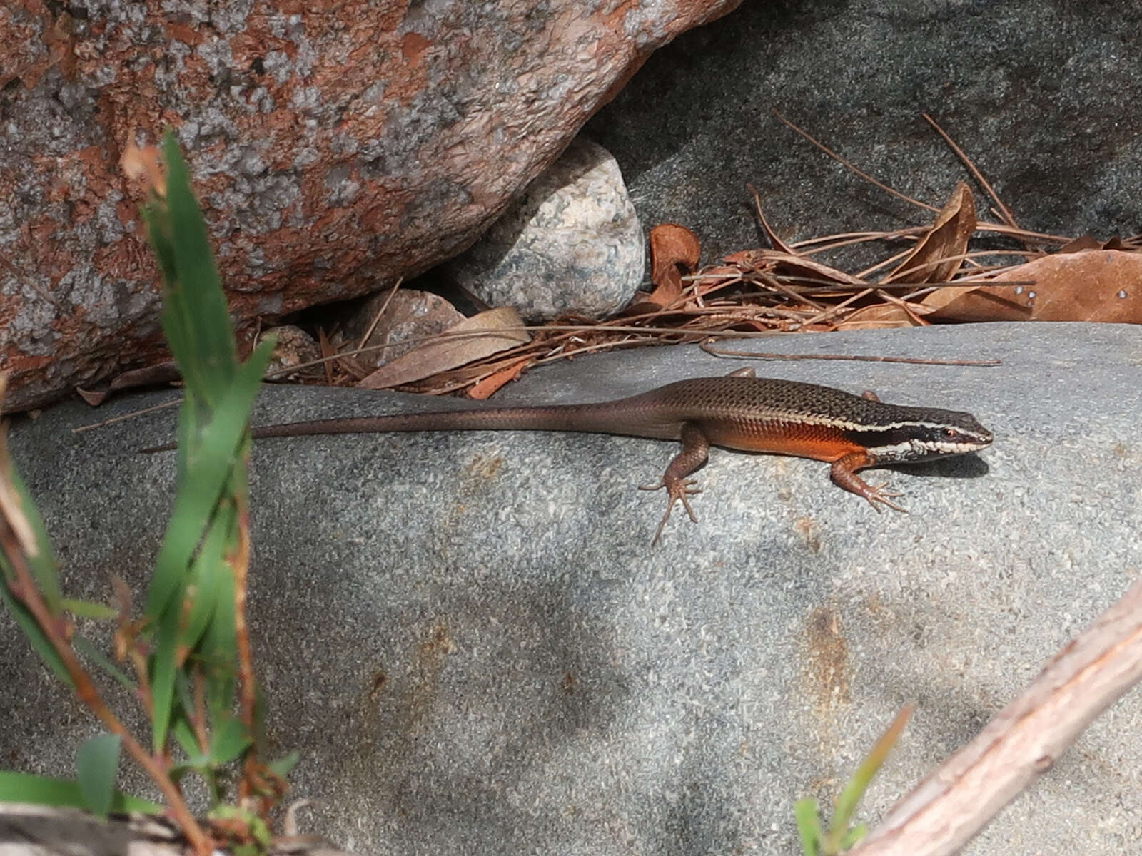 Image of Black-throated Rainbow-skink