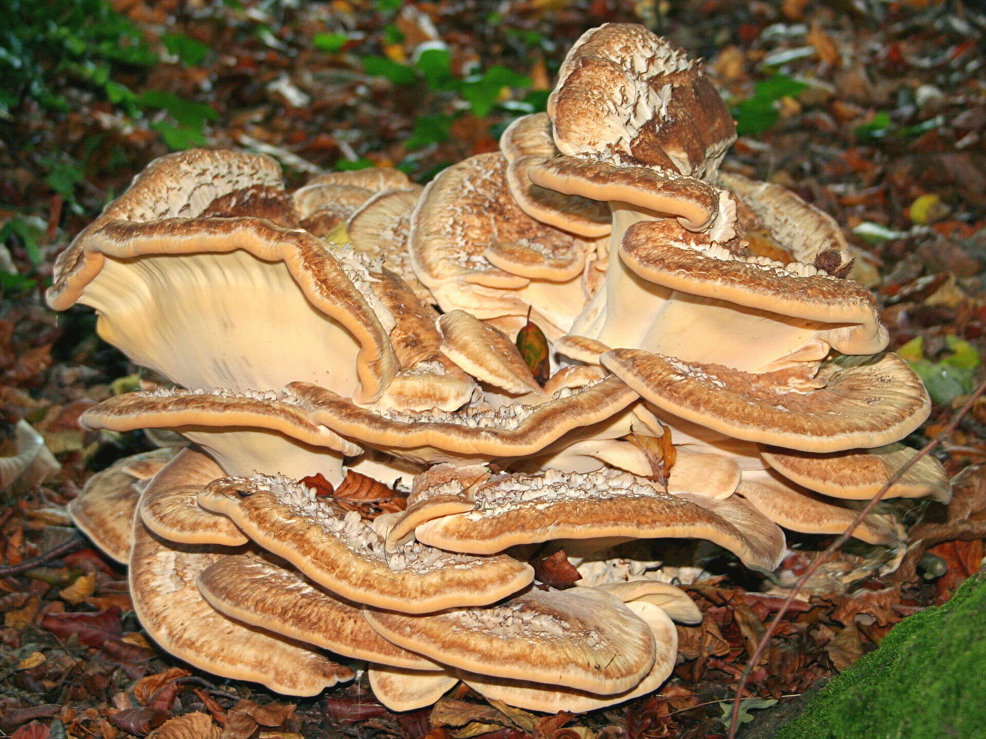 Image de Polypore géant