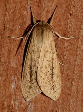 Image of Long-streaked Tussock Moth