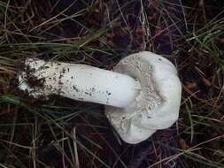 Image of Agaricus gemellatus Kerrigan, L. A. Parra, Cappelli & Weholt 2016