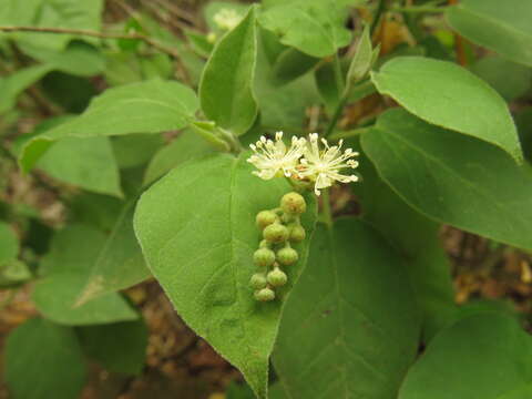 Image of pepperbush