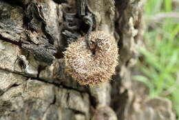 Image of Lentinus stuppeus Klotzsch 1833