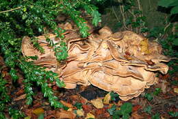 Image de Polypore géant