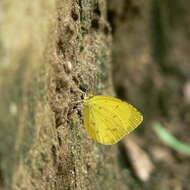 Image de Eurema hecabe (Linnaeus 1758)