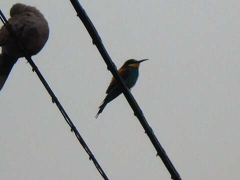 Image of bee-eater, european bee-eater