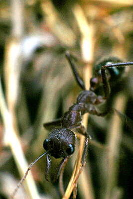 Image of Myrmecia forficata (Fabricius 1787)