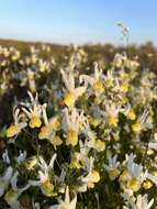 Image of Nemesia anisocarpa E. Mey. ex Benth.