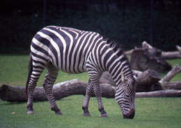 Image of Grant's zebra