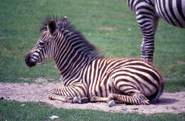 Image of Grant's zebra