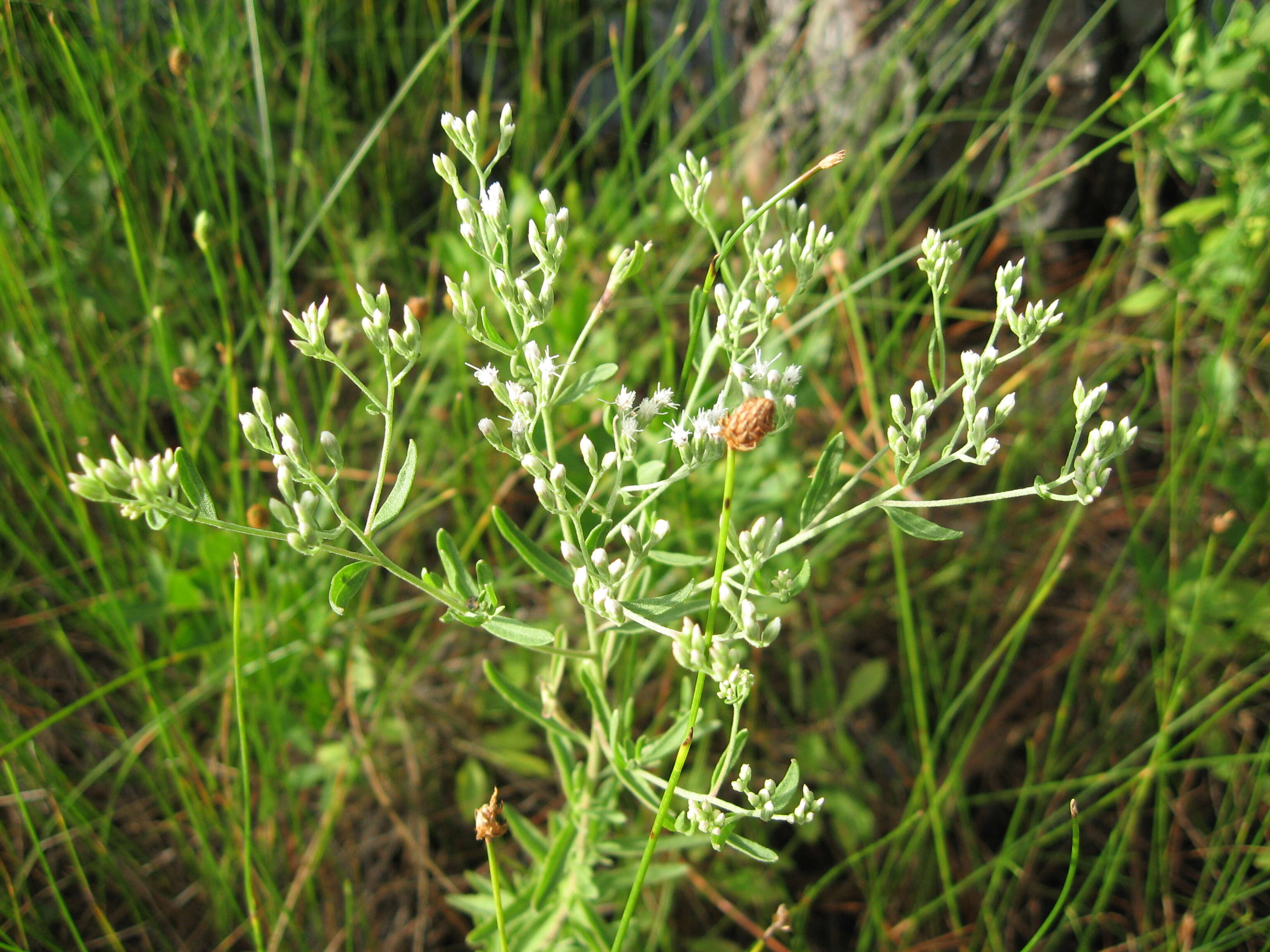 Image of Mohr's thoroughwort