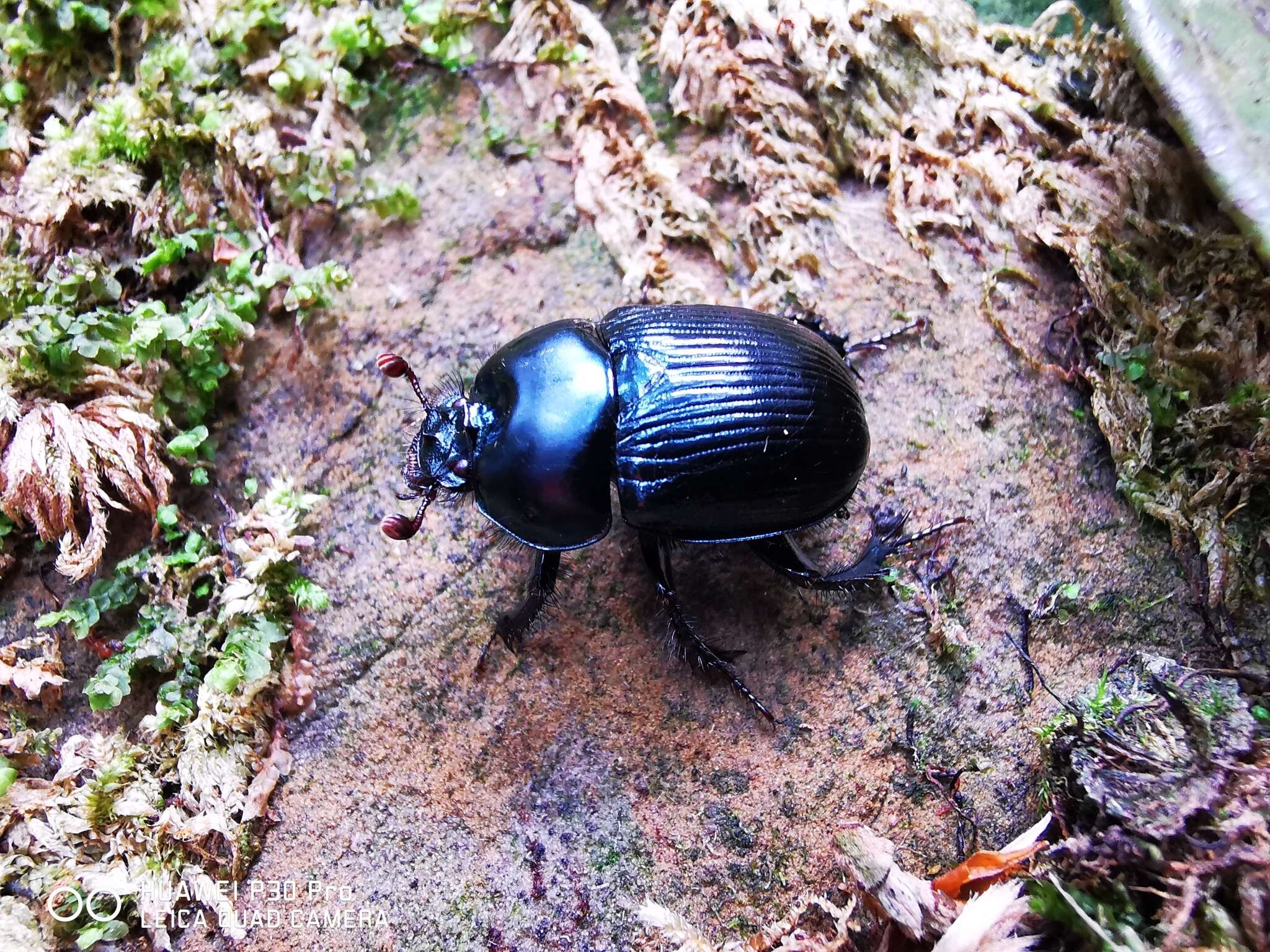 Слика од Phelotrupes (Sinogeotrupes) insulanus (Howden 1965)