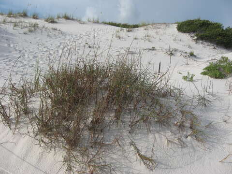 Image of gulf bluestem