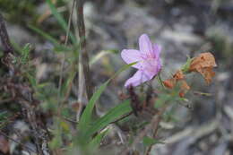 Plancia ëd Rhododendron macrosepalum Maxim.