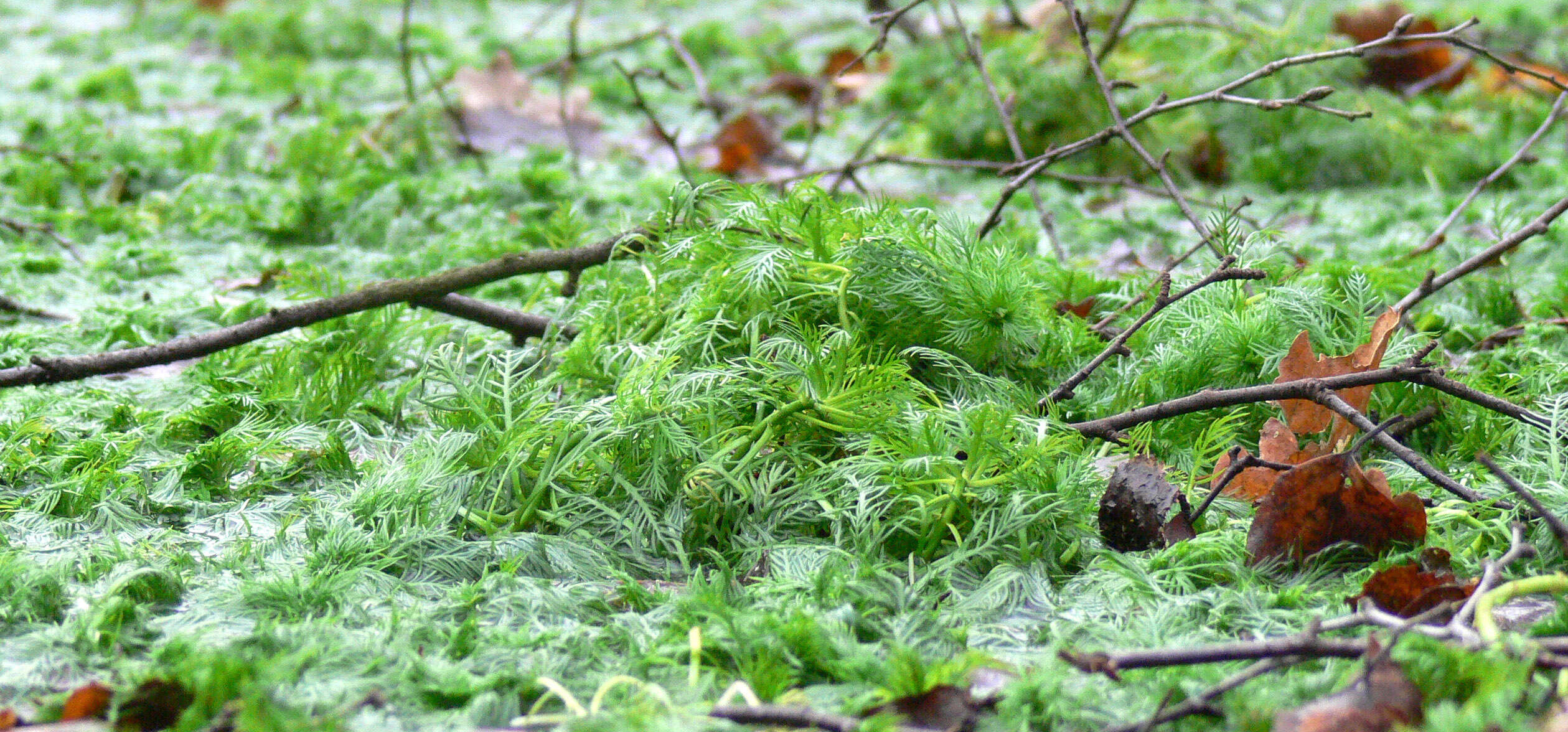 Image of Featherfoil