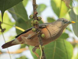 Image of Chestnut-tailed Starling