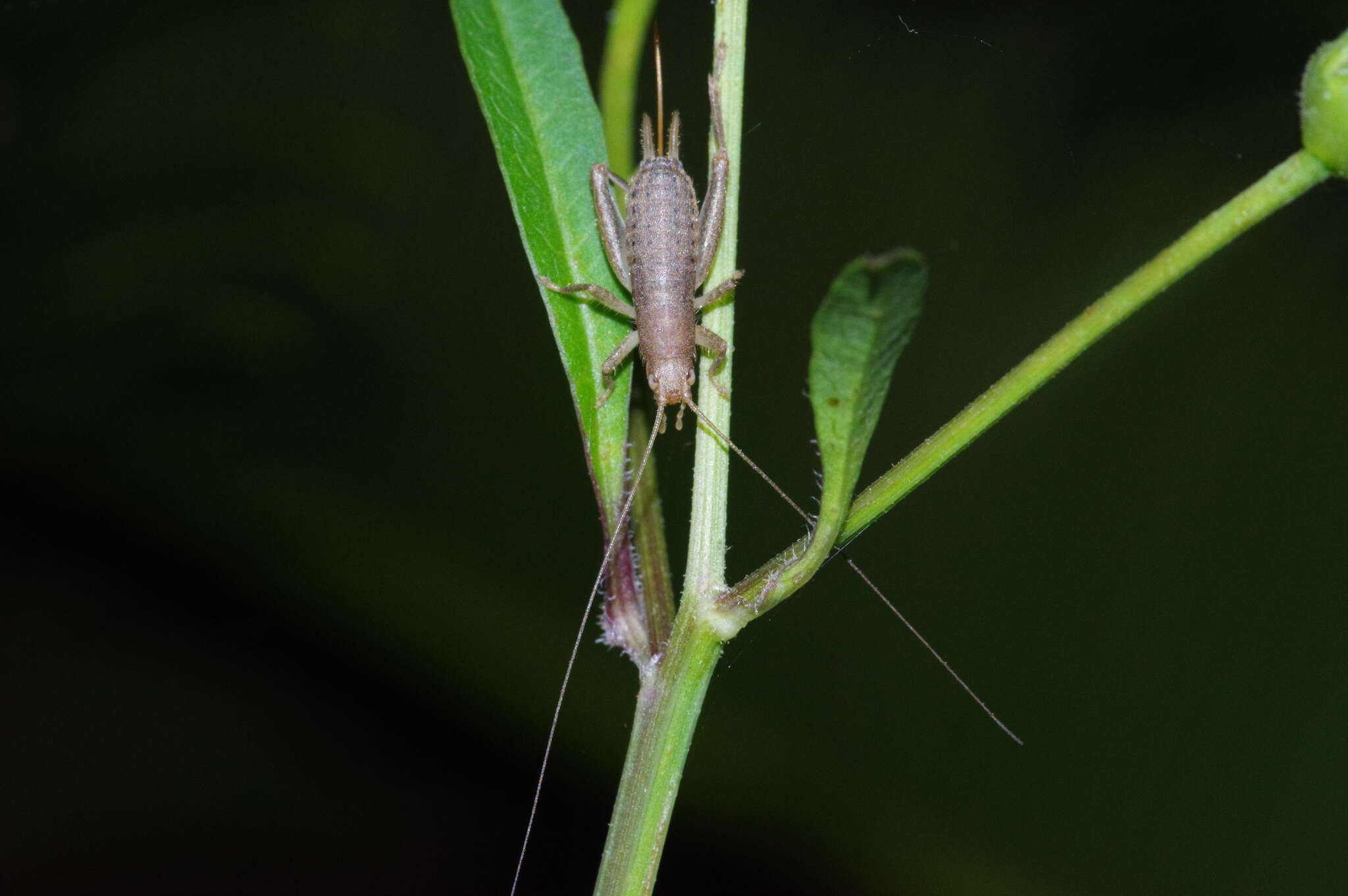 Image of Cricket