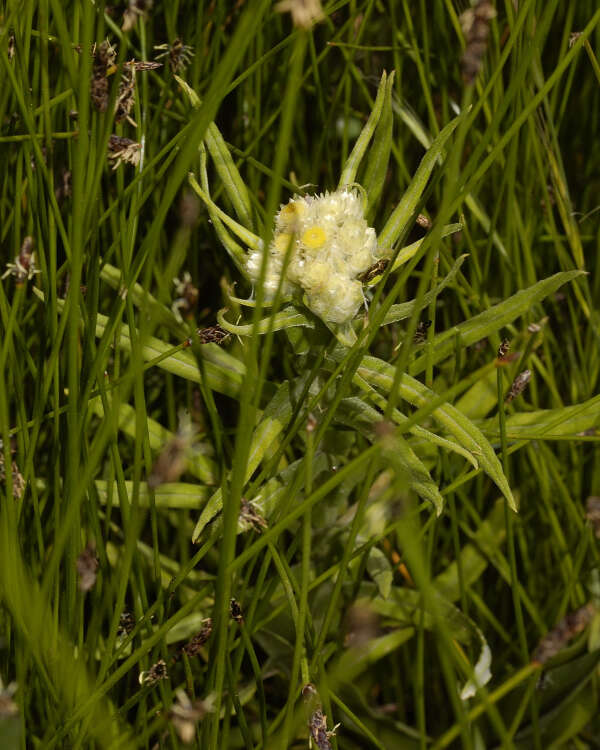 Image of winged cudweed