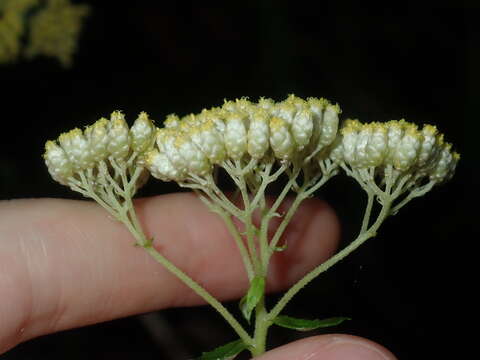 Plancia ëd Cassinia denticulata R. Br