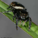 Phidippus californicus Peckham & Peckham 1901的圖片