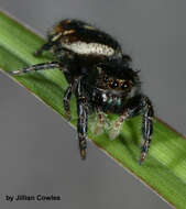 Image of Phidippus californicus Peckham & Peckham 1901