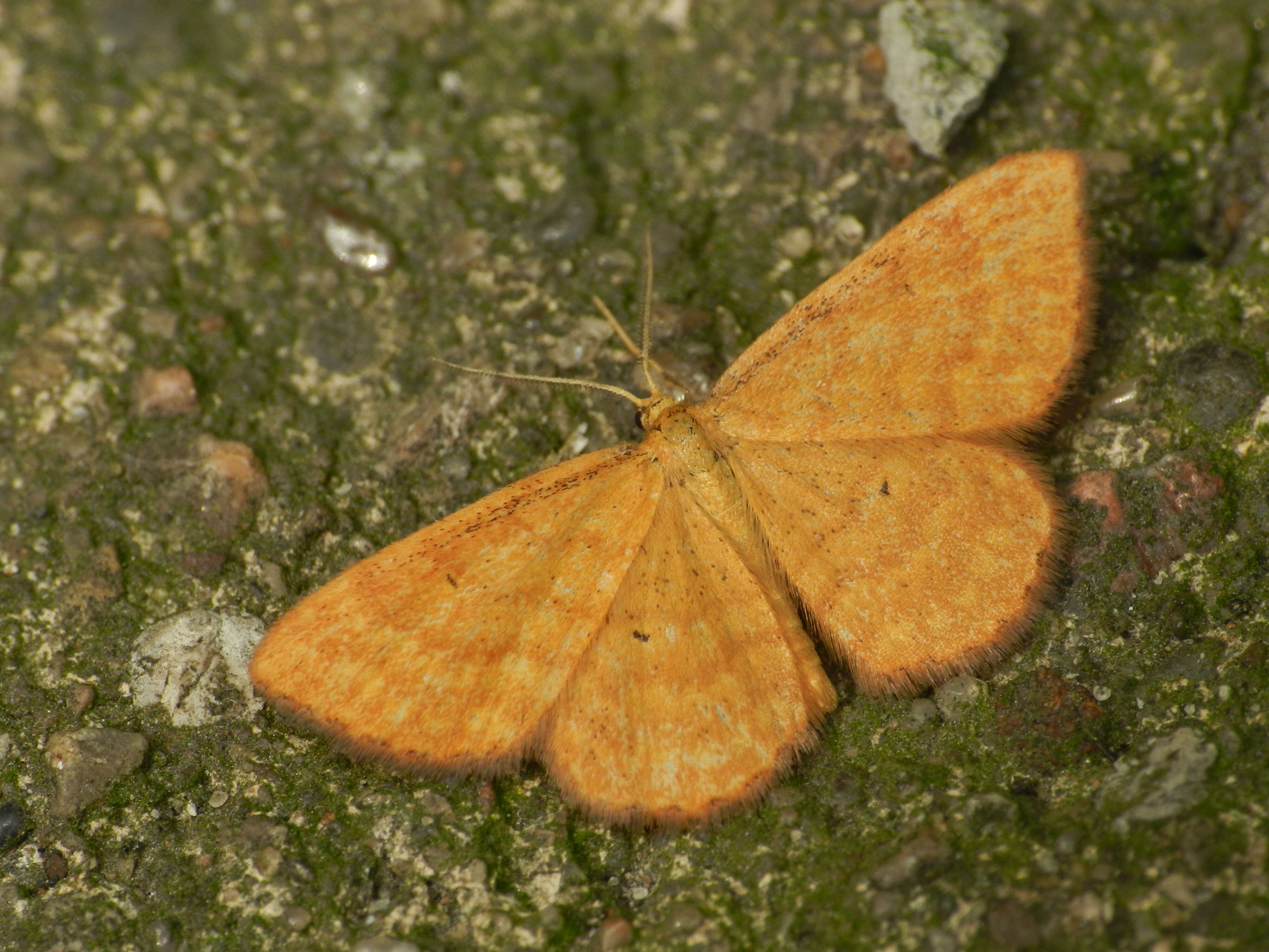 صورة Idaea serpentata Hüfnagel 1767