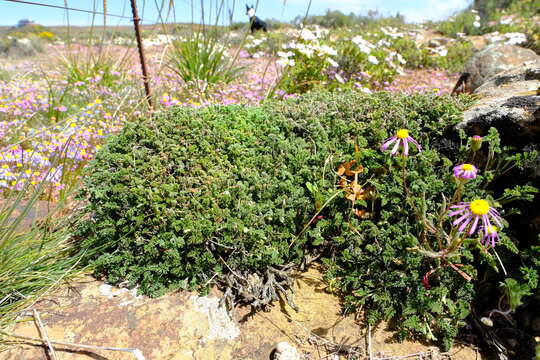 Image of Pelargonium griseum Knuth