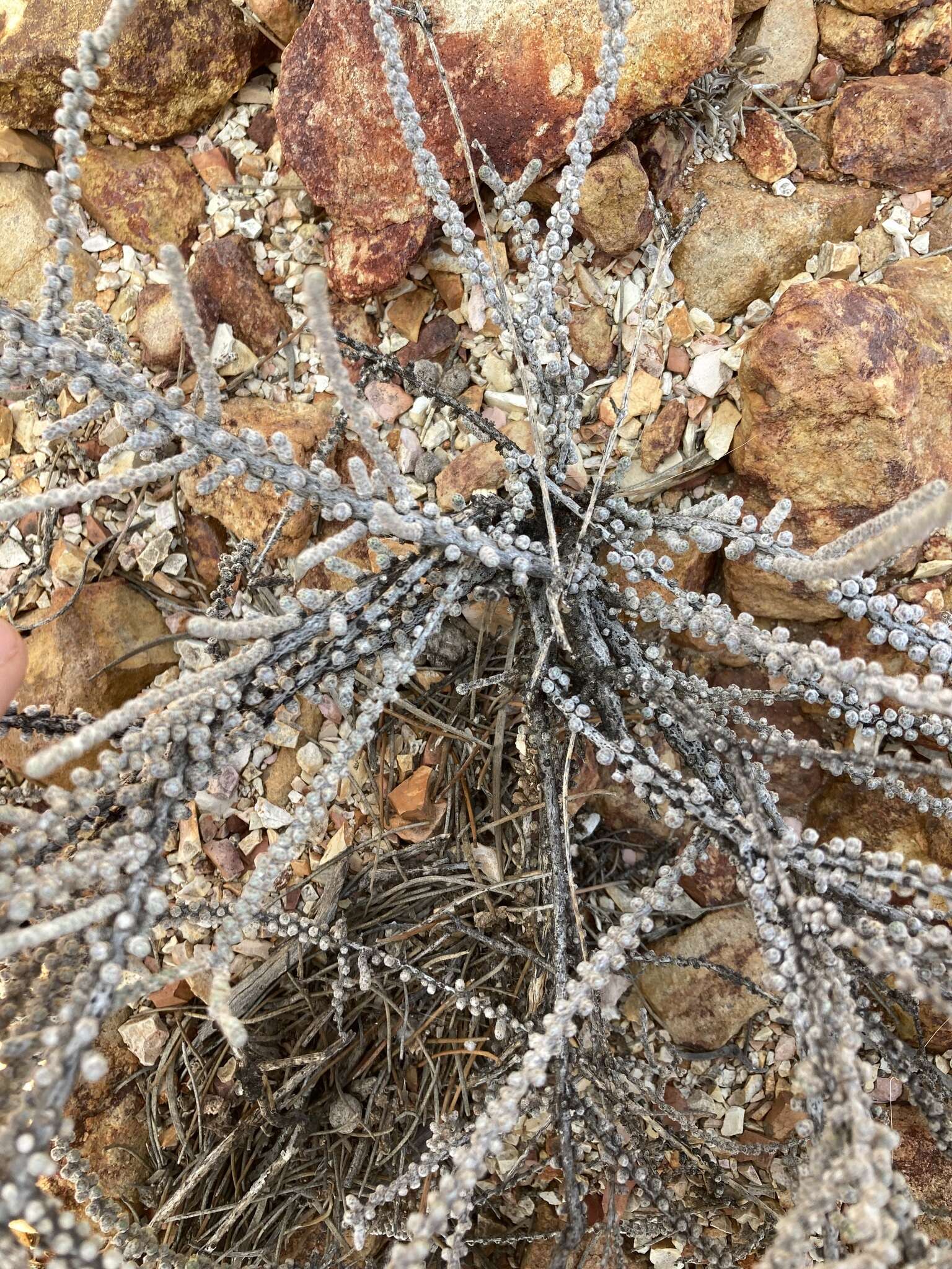 Image of Ball-leaf Bluebush