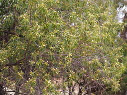 Imagem de Eremophila bignoniiflora (Benth.) F. Muell.