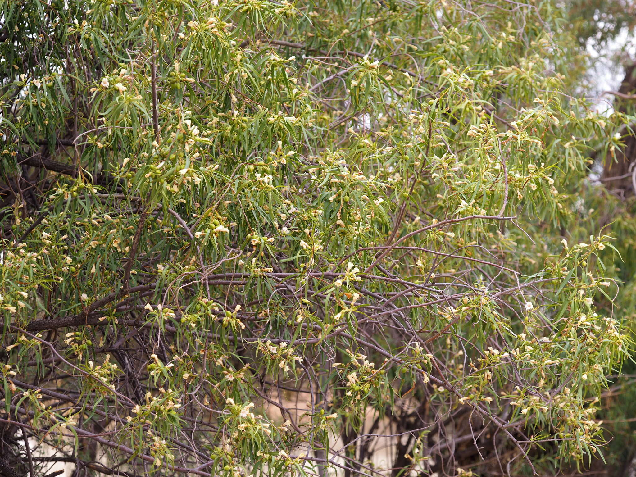 Imagem de Eremophila bignoniiflora (Benth.) F. Muell.