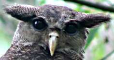 Image of Barred Eagle-Owl