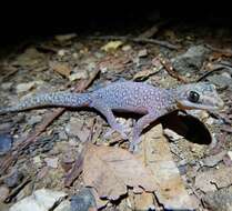 Image of Southern Spotted Velvet Gecko