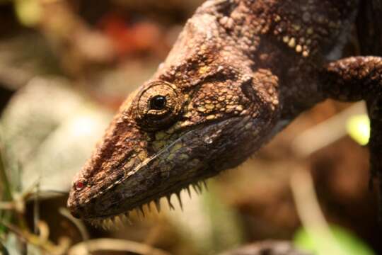 Image of Western Bearded Anole