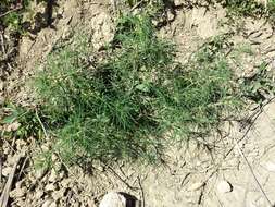 Image of Prickly Russian-Thistle