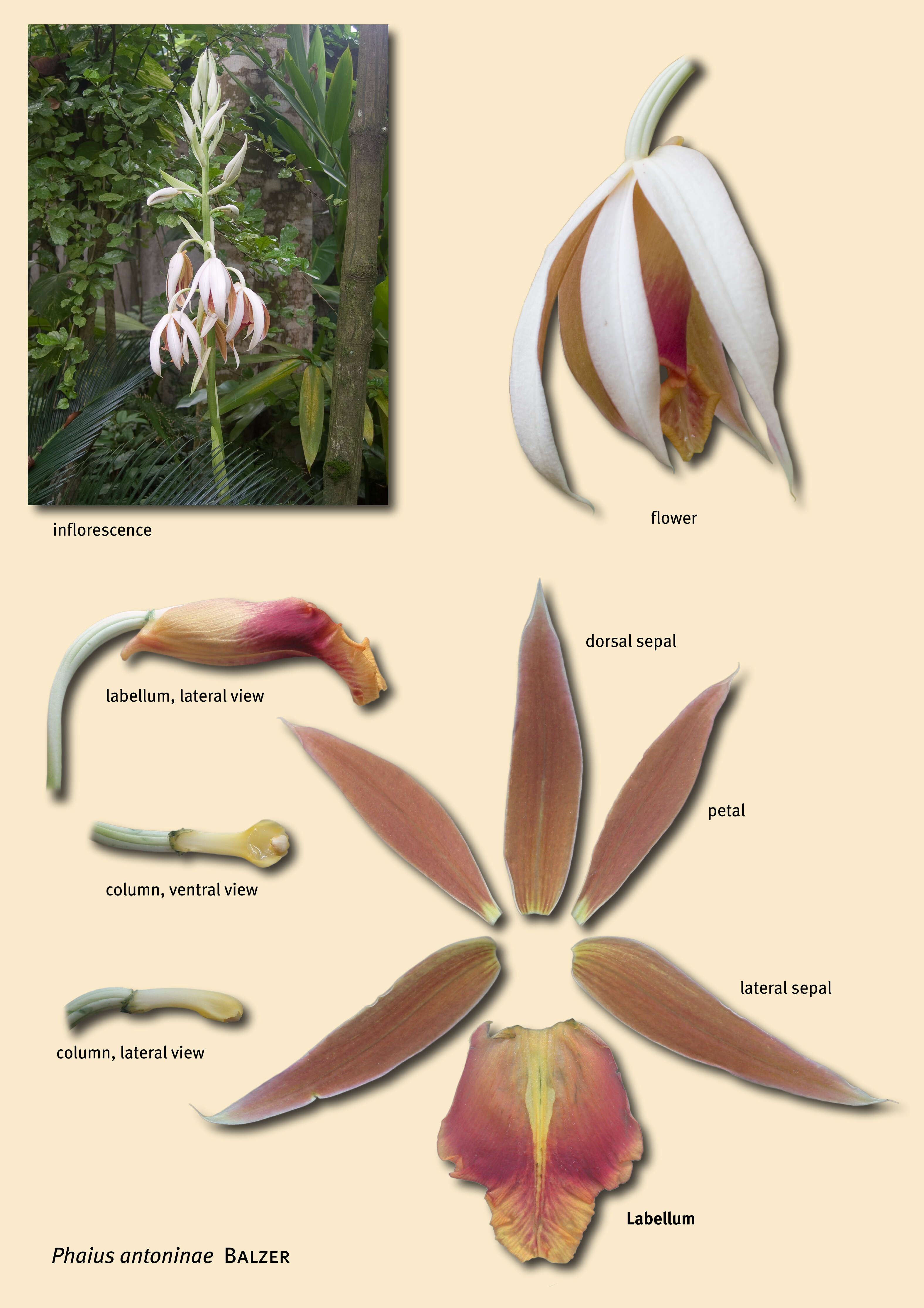 Image of Phaius antoninae P. Balzer