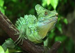 Image of Green Basilisk