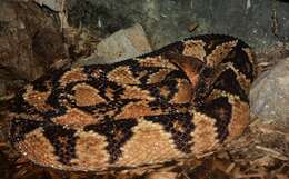 Image of Atlantic Forest bushmaster