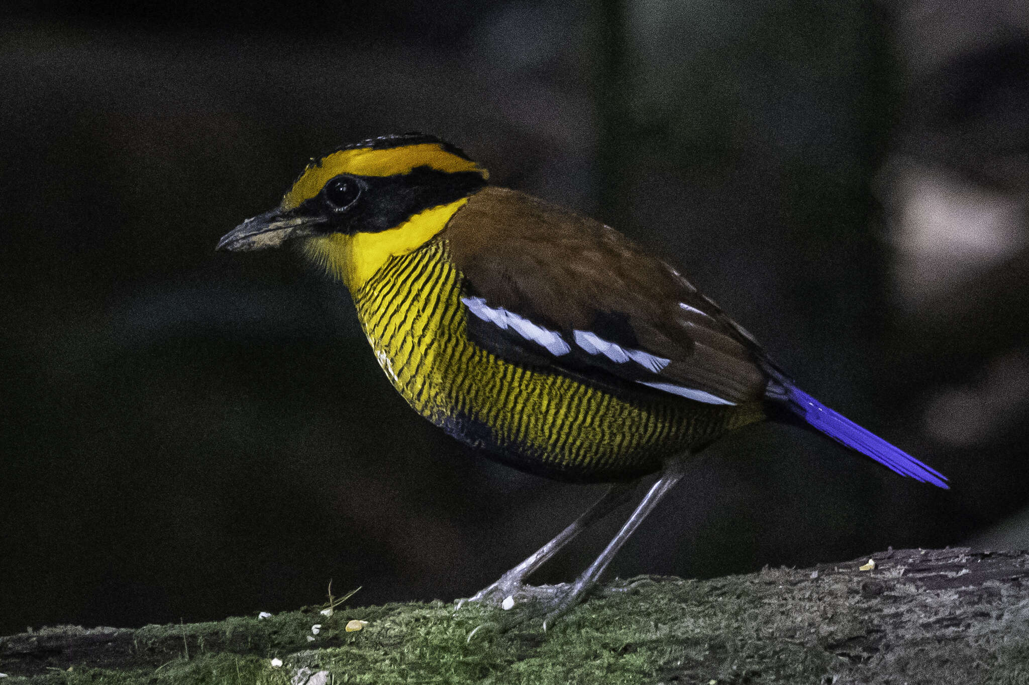 Image of Bornean Banded Pitta