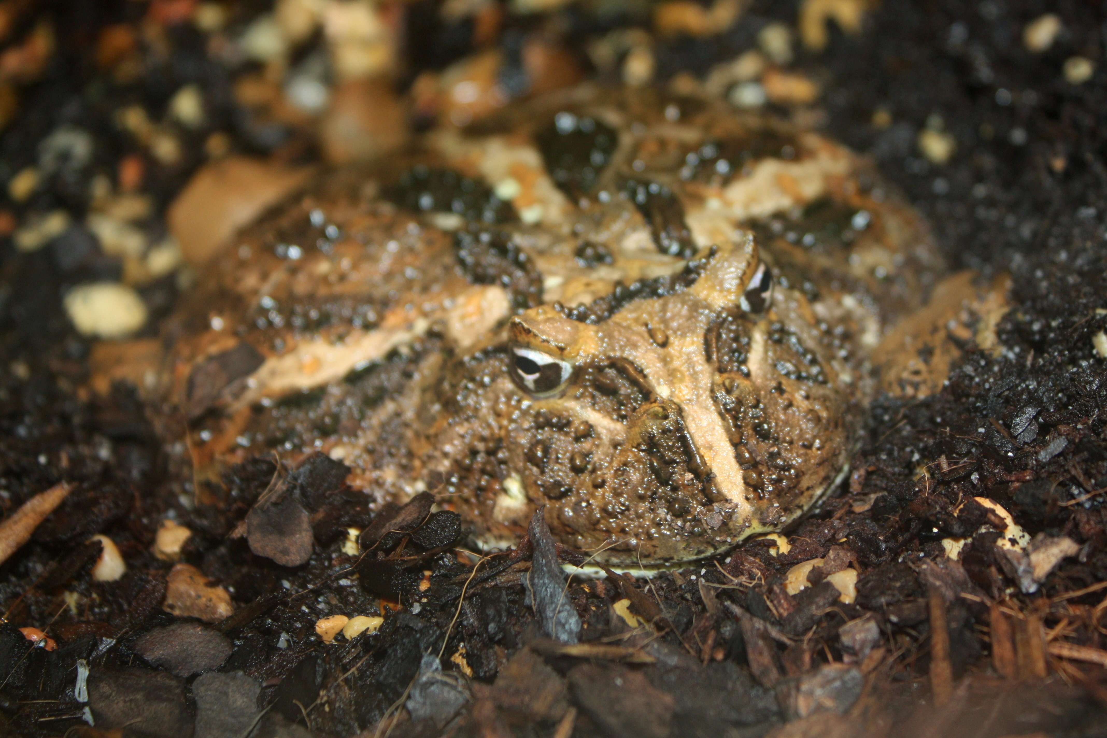 Image of Common Horned Frogs
