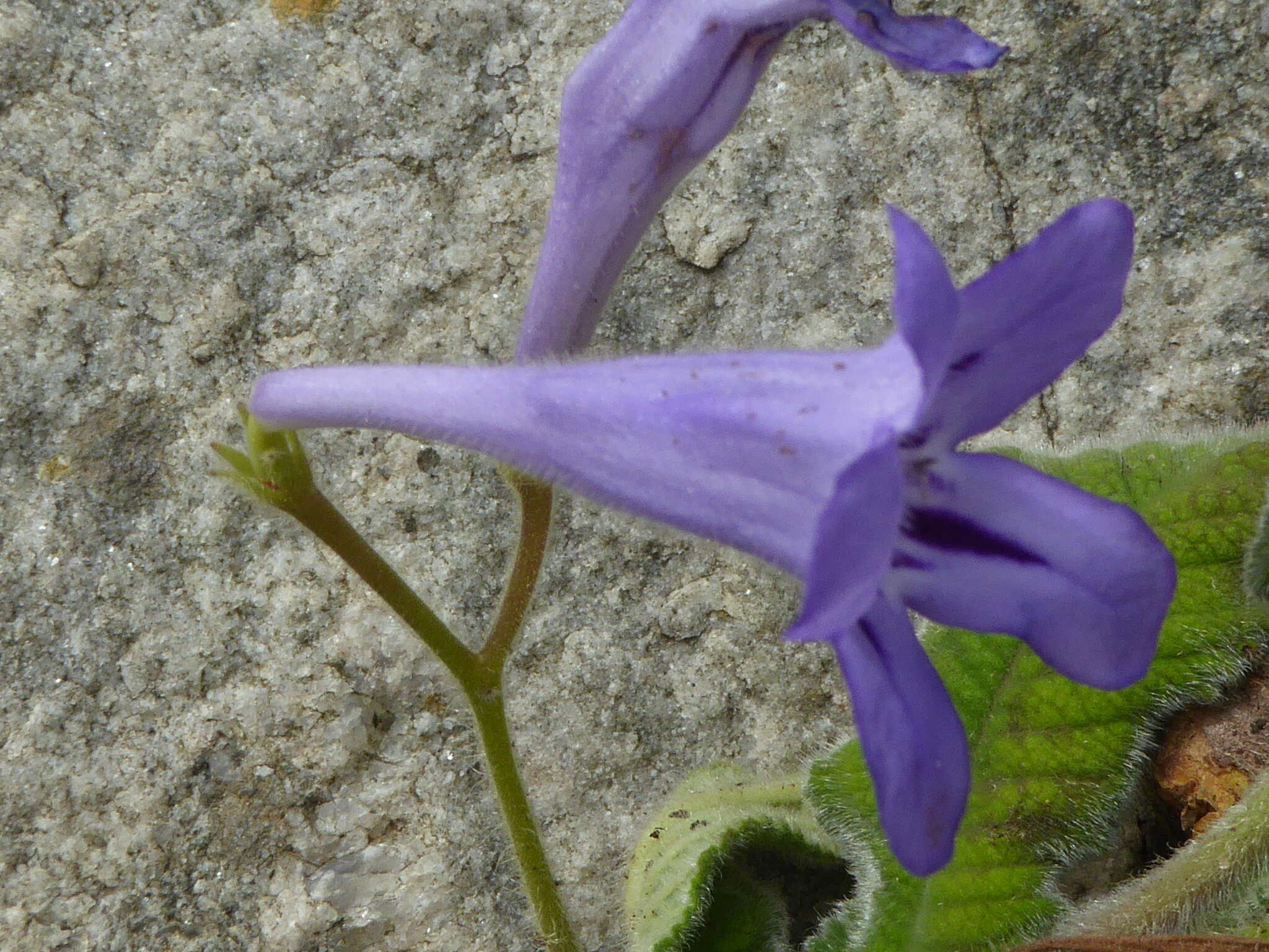 Streptocarpus floribundus Weigend & T. J. Edwards resmi