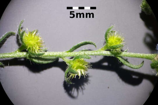 Image of European stickseed