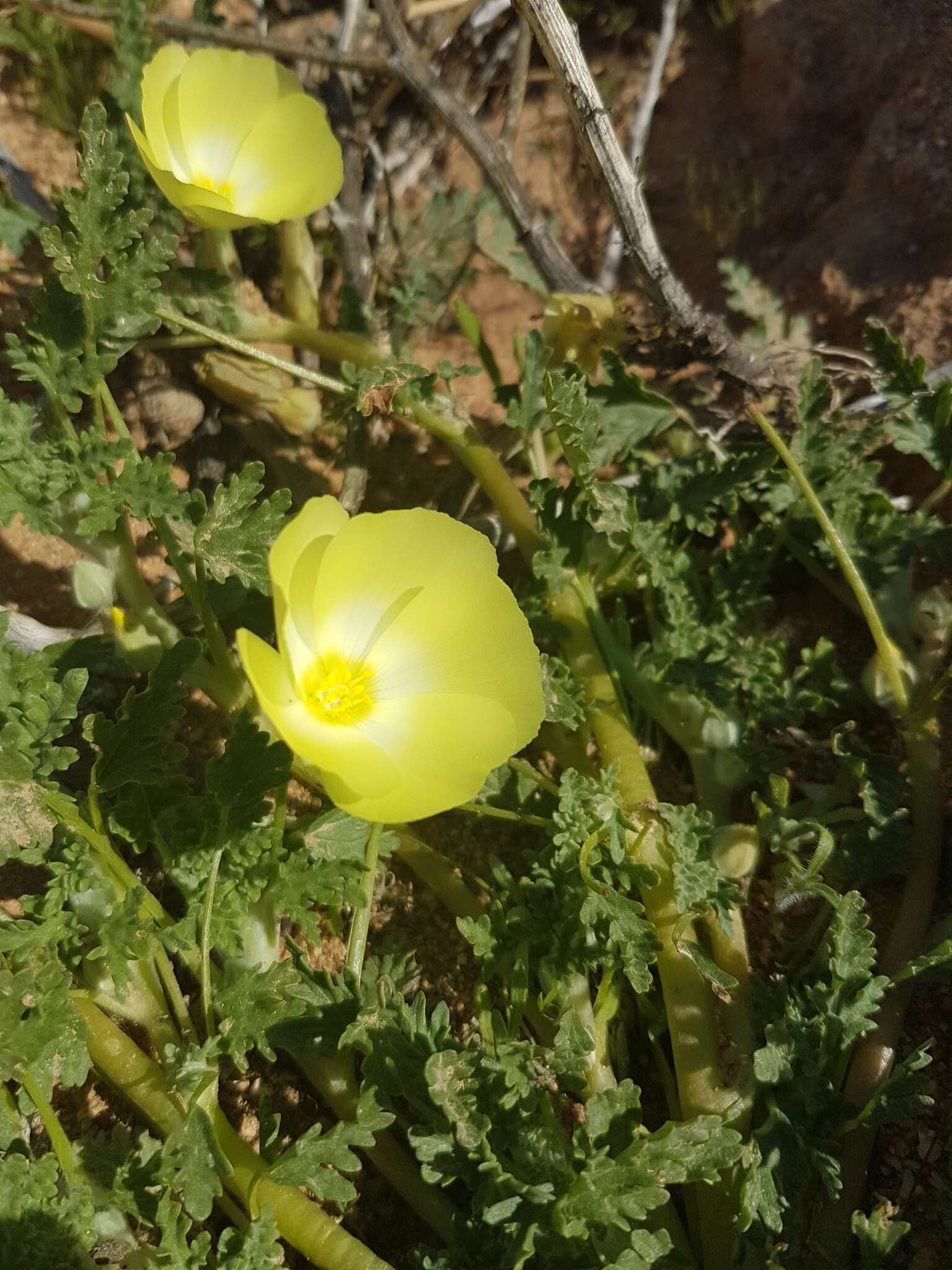 Image of Desert primrose