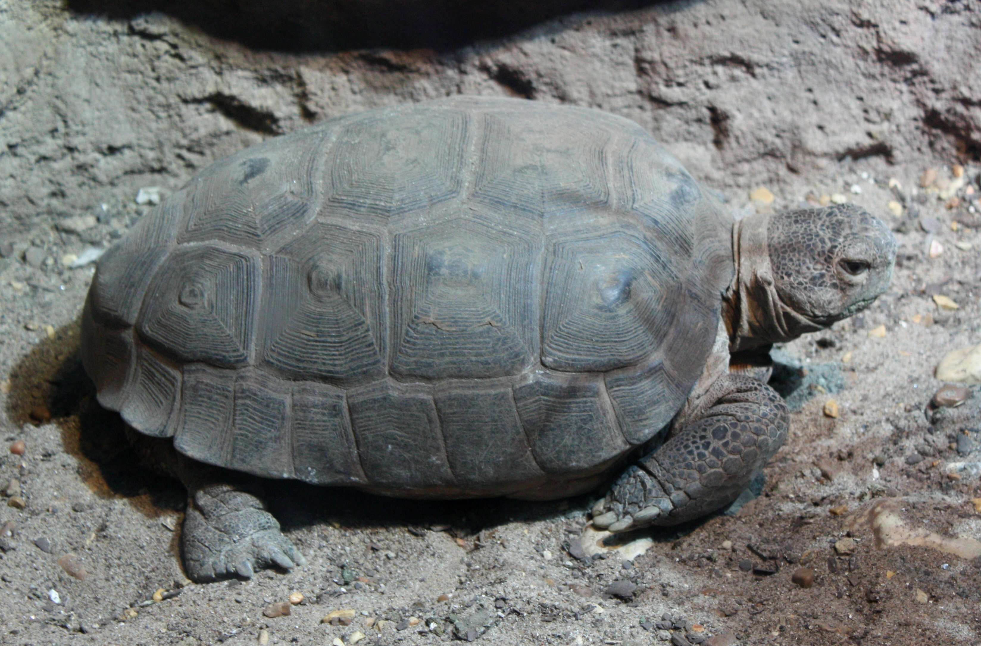 Image of desert tortoise