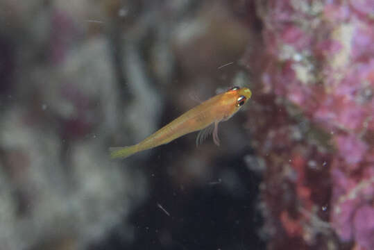 Image of Pale dwarfgoby