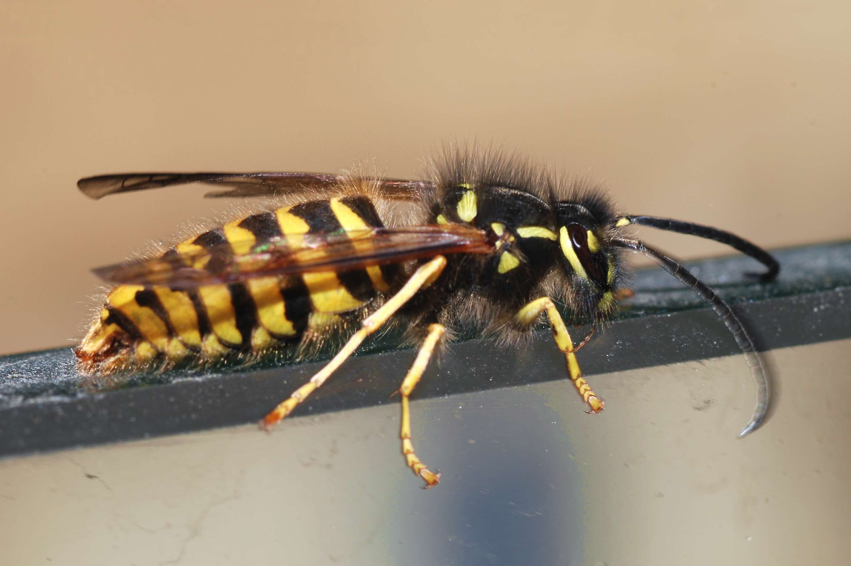 Image of Common wasp