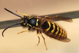 Image of Common wasp