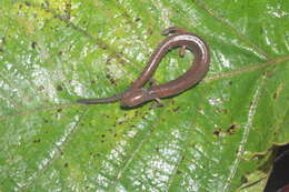 Image of Colombian Worm Salamander