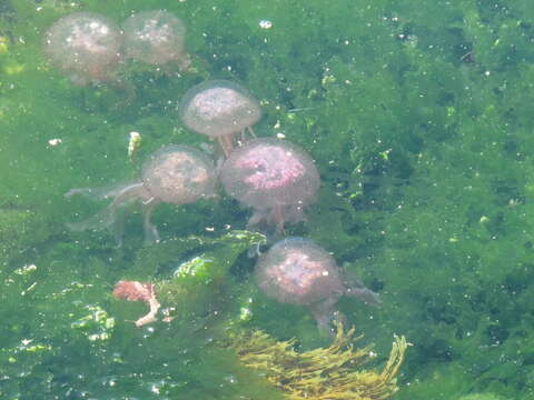 Image of Purplestriped jellyfishes