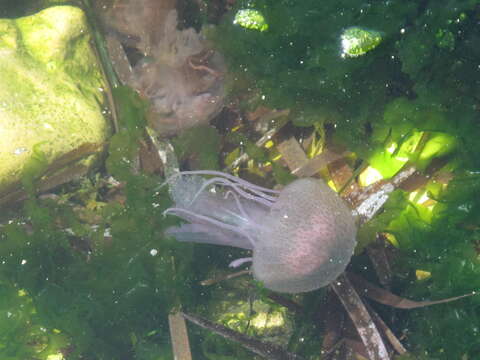 Image of Purplestriped jellyfishes